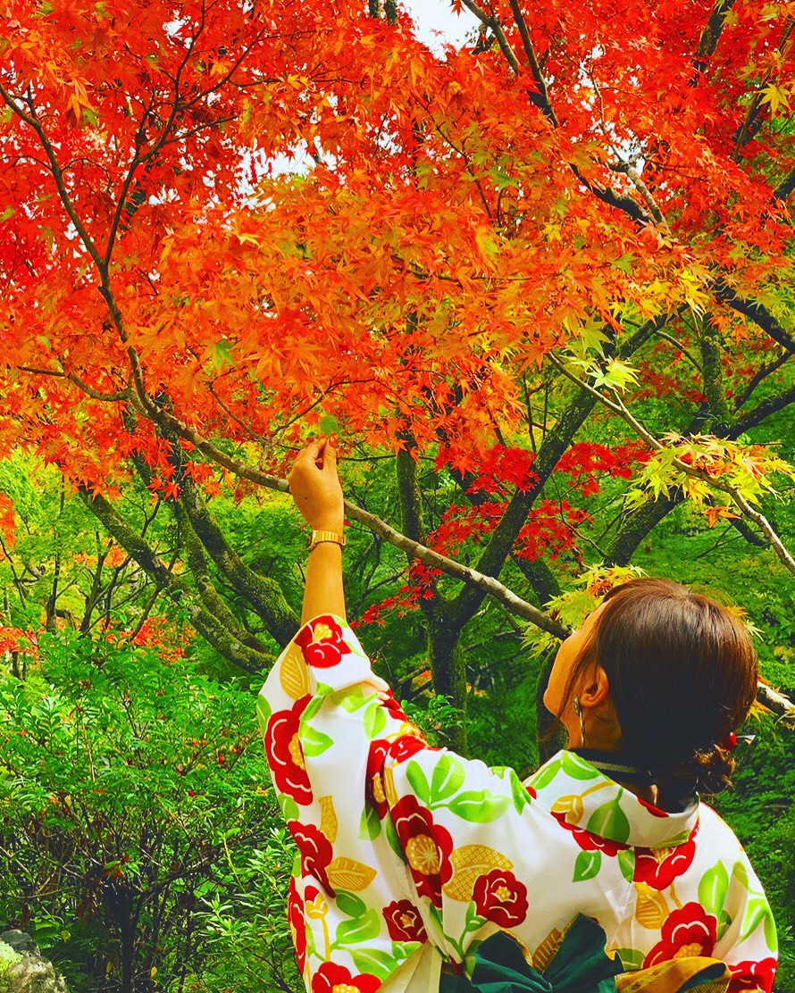 紅葉のシーズンヽ(´▽｀)/