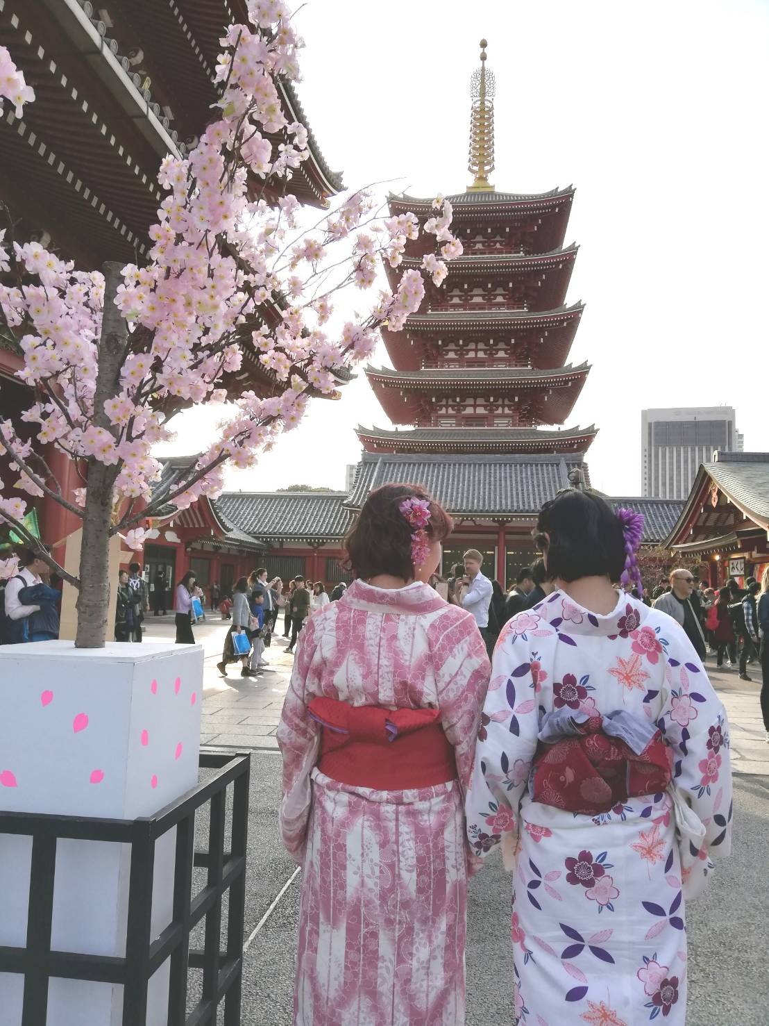 桜の季節♪