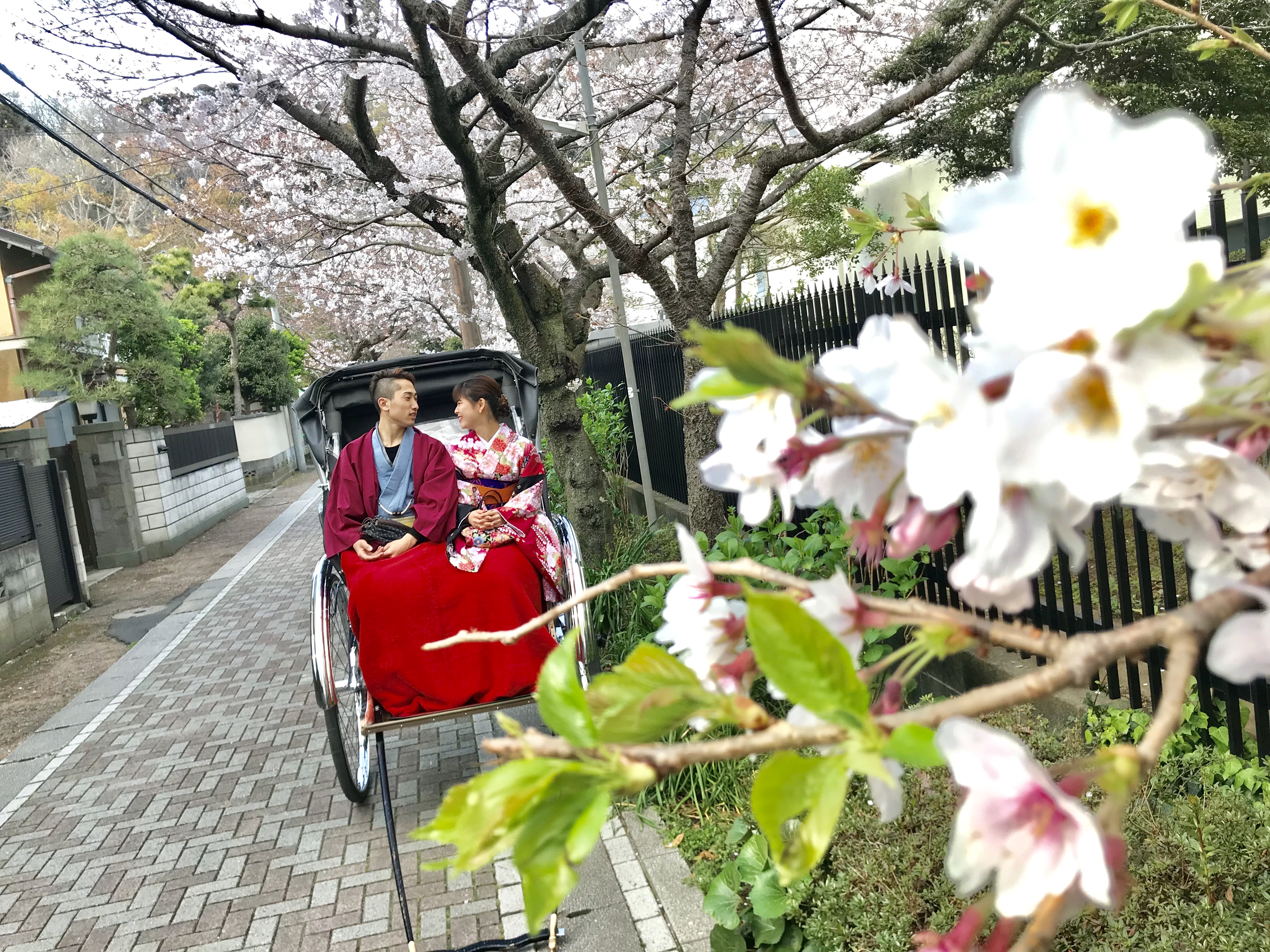 桜咲いてます！