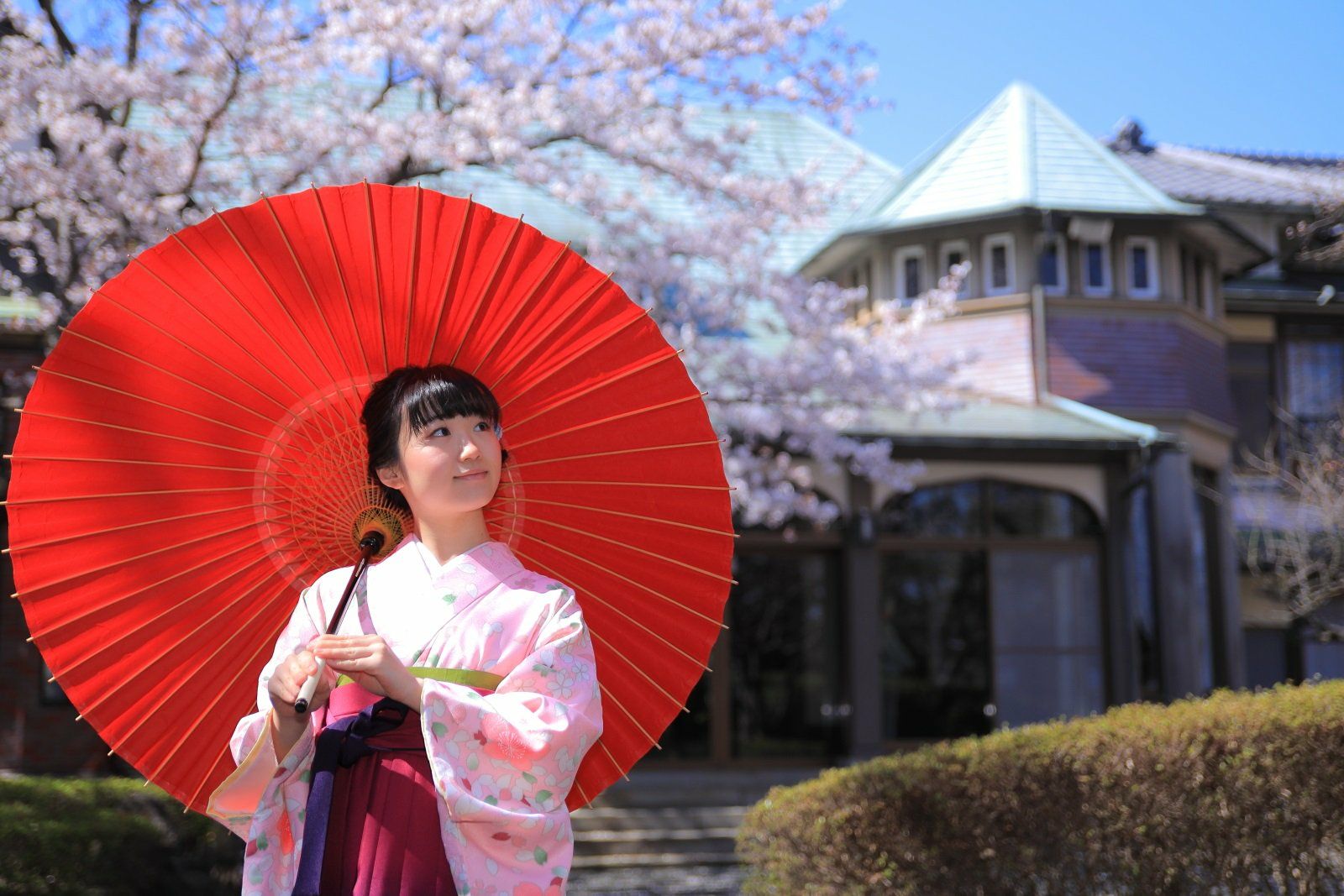 日本の春