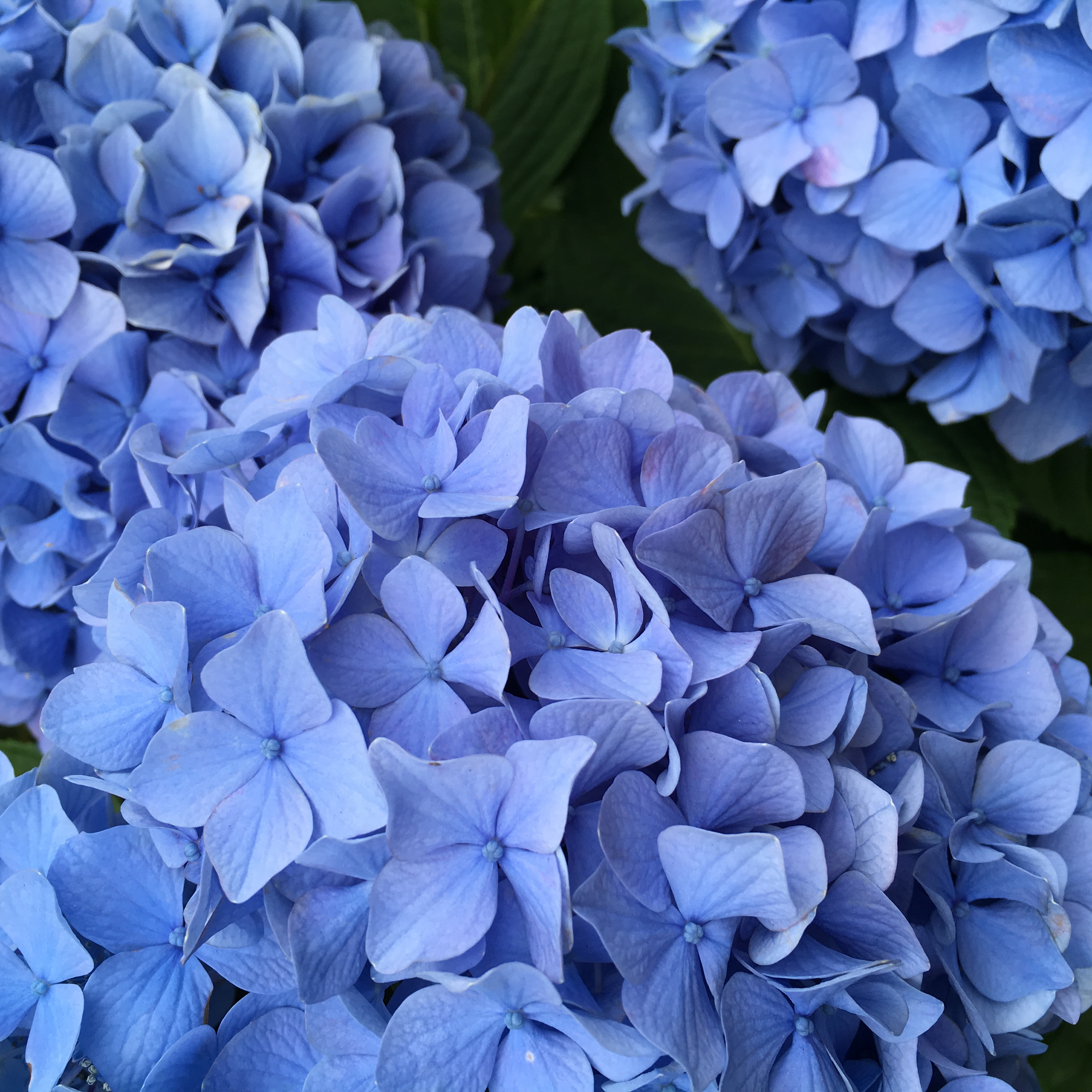 紫陽花ブルー