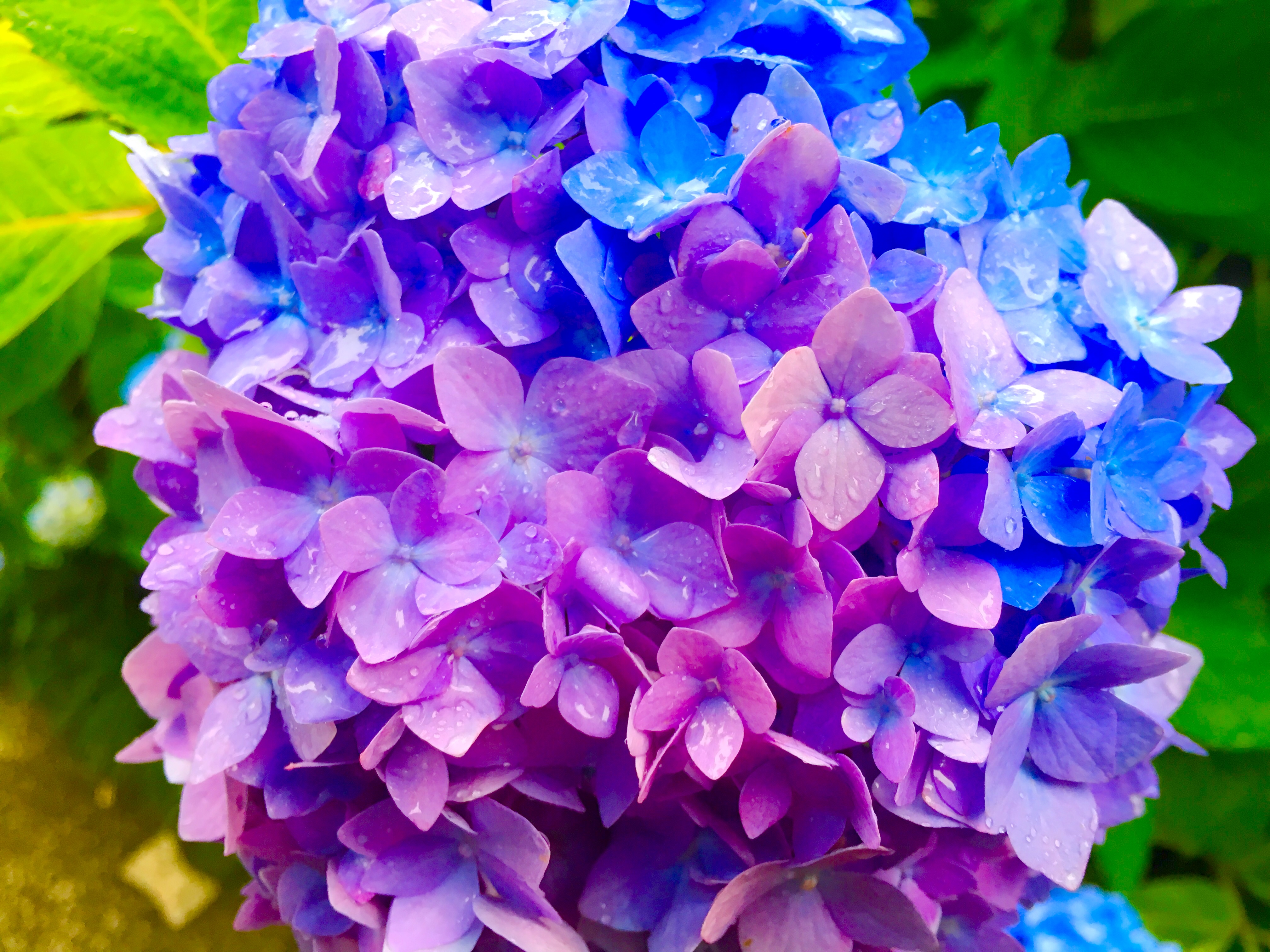 満開の紫陽花