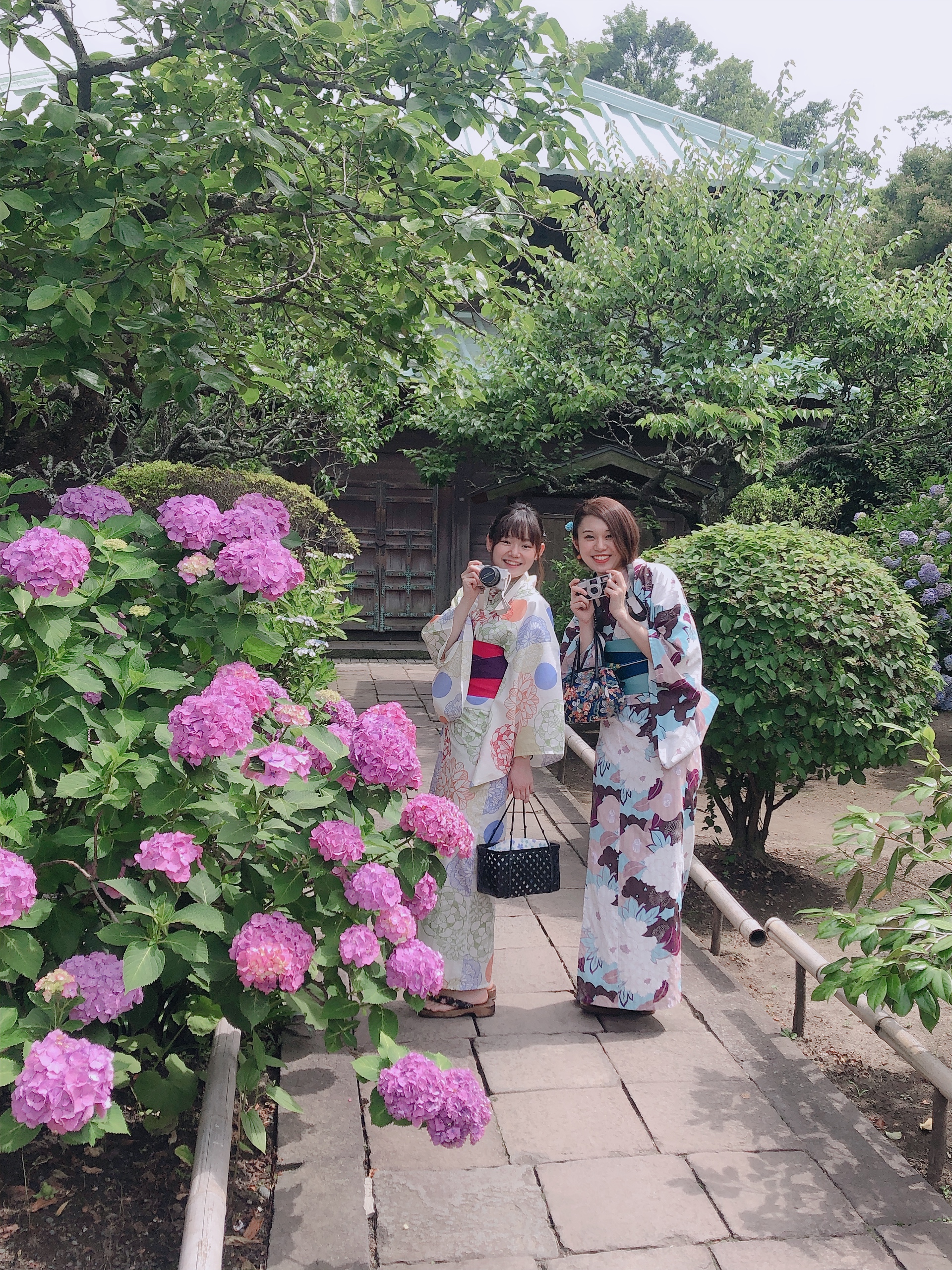 紫陽花見頃です♪