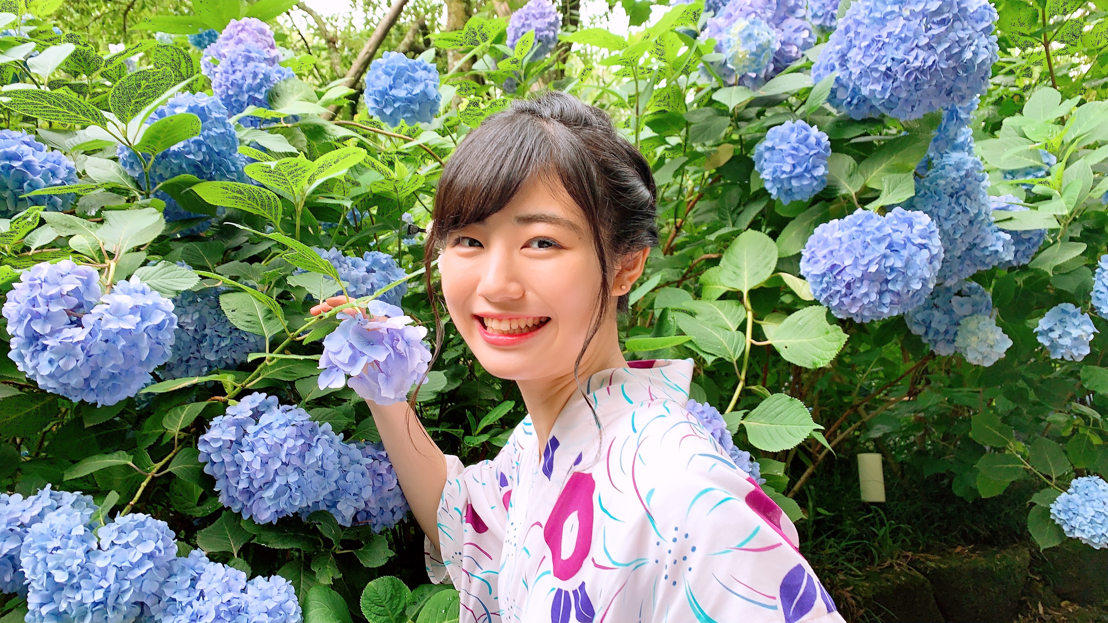 紫陽花もラストスパートです！