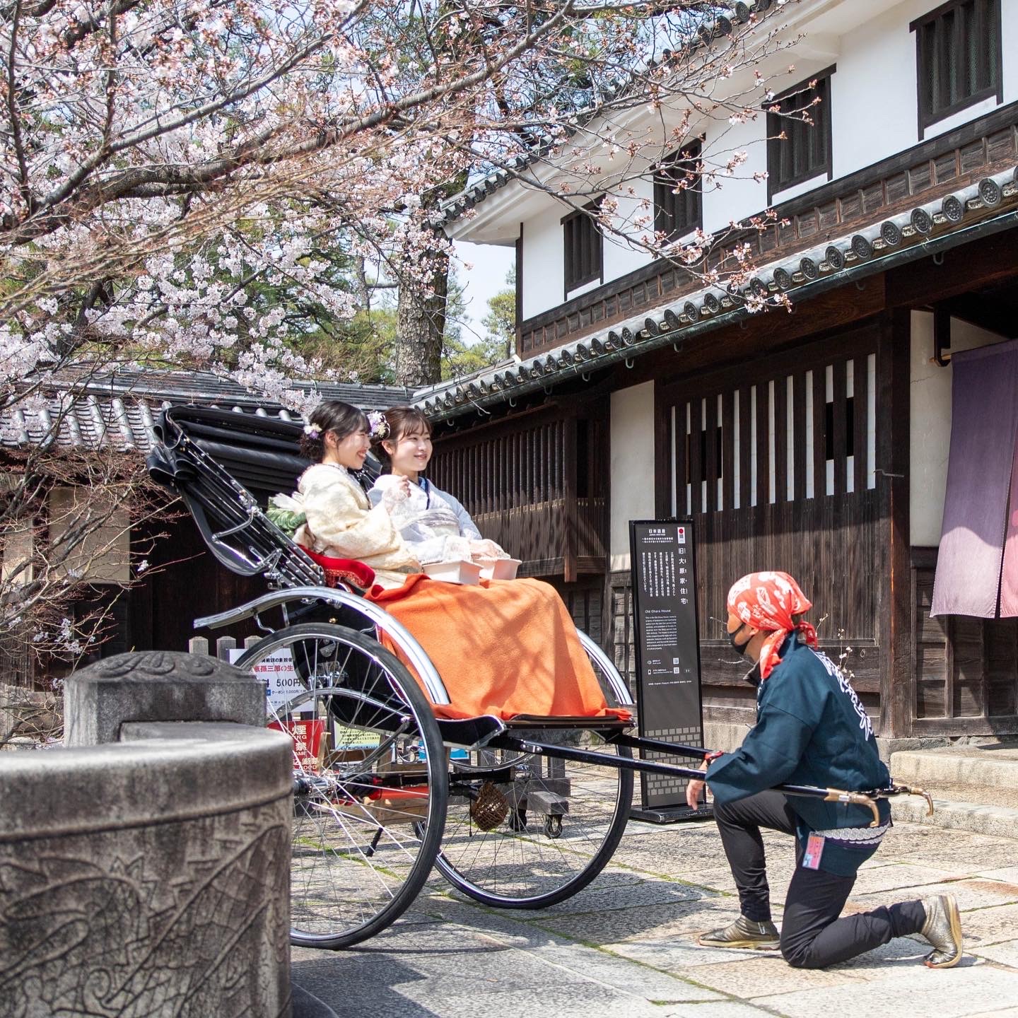 桜と着物♡