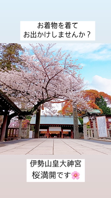 横浜みなとみらい 伊勢山皇大神宮桜満開